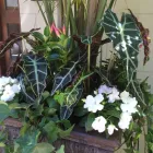 Entreprises 2 image BULOW GARDEN CENTRE MISSISSAUGA Shopping dans Mississauga ON