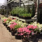 Entreprises 14 image BULOW GARDEN CENTRE MISSISSAUGA Shopping dans Mississauga ON