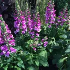 Entreprises 19 image BULOW GARDEN CENTRE MISSISSAUGA Shopping dans Mississauga ON