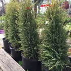 Entreprises 21 image BULOW GARDEN CENTRE MISSISSAUGA Shopping dans Mississauga ON