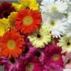 Entreprises 8 image BUNCHES PARK ALLEN PLACE Shopping dans Edmonton AB