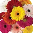 Entreprises 3 image CAMEO BLOOMS Shopping dans Edmonton AB