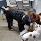 Entreprises 6 image CANINE BALANCE TRAINING INC Pet Training dans Burlington ON