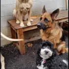 Entreprises 8 image CANINE BALANCE TRAINING INC Pet Training dans Burlington ON
