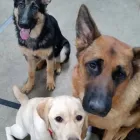Entreprises 10 image CANINE BALANCE TRAINING INC Pet Training dans Burlington ON