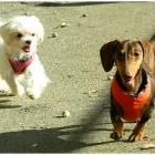Business 2 image CANINE CAMPUS DOG DAYCARE AND SCHOOL LTD. Pet Sitters in Westbank BC