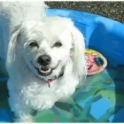 Business 3 image CANINE CAMPUS DOG DAYCARE AND SCHOOL LTD. Pet Sitters in Westbank BC