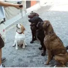 Business 4 image CANINE CAMPUS DOG DAYCARE AND SCHOOL LTD. Pet Sitters in Westbank BC