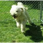 Business 5 image CANINE CAMPUS DOG DAYCARE AND SCHOOL LTD. Pet Sitters in Westbank BC