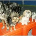 Business 1 image CANINE CAMPUS DOG DAYCARE AND SCHOOL LTD. Pet Sitters in Westbank BC