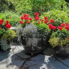 Business 3 image CAPILANO PACIFIC PLANTINGS Real Estate & Home Improvement in Vancouver BC