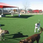 Business 4 image CARE-FREE TURF LTD Real Estate & Home Improvement in Calgary AB