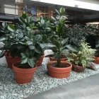 Business 9 image CAREFREE GREENERY LTD Real Estate & Home Improvement in North Vancouver BC