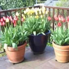 Business 11 image CAREFREE GREENERY LTD Real Estate & Home Improvement in North Vancouver BC