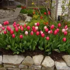 Business 10 image CAREFREE GREENERY LTD Real Estate & Home Improvement in North Vancouver BC