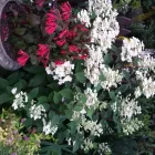 Business 14 image CAREFREE GREENERY LTD Real Estate & Home Improvement in North Vancouver BC