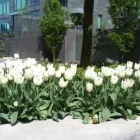 Business 13 image CAREFREE GREENERY LTD Real Estate & Home Improvement in North Vancouver BC