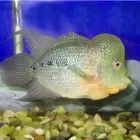 Business 6 image CHINESE EXPRESS Restaurants in Thunder Bay ON