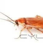 Entreprises 5 image CITY PEST CONTROL INC Pest Control Equipment & Supplies dans Brampton ON