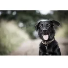 Entreprises 1 image CLAPPISON ANIMAL HOSPITAL Veterinarians dans Hamilton ON