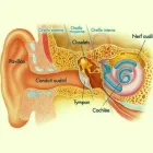 Entreprises 3 image CLINIQUE AUDITIVE BARIBEAU-LAFRANCE AUDIOPROTHÉSISTES Hearing Aids Repair & Maintenance dans Montréal QC