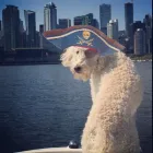 Entreprises 7 image COAL HARBOUR BOAT RENTALS travel & tourism dans Vancouver BC