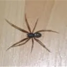 Business 4 image COASTAL PEST MANAGEMENT Pest & Vermin Control in Nanaimo BC