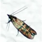 Business 5 image COASTAL PEST MANAGEMENT Pest & Vermin Control in Nanaimo BC