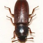 Business 6 image COASTAL PEST MANAGEMENT Pest & Vermin Control in Nanaimo BC