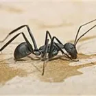 Business 7 image COASTAL PEST MANAGEMENT Pest & Vermin Control in Nanaimo BC