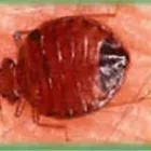 Business 8 image COASTAL PEST MANAGEMENT Pest & Vermin Control in Nanaimo BC