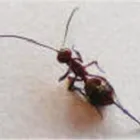 Business 9 image COASTAL PEST MANAGEMENT Pest & Vermin Control in Nanaimo BC