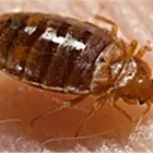 Business 10 image COASTAL PEST MANAGEMENT Pest & Vermin Control in Nanaimo BC