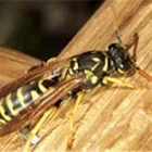 Business 2 image COASTAL PEST MANAGEMENT Pest & Vermin Control in Nanaimo BC