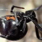 Business 3 image COASTAL PEST MANAGEMENT Pest & Vermin Control in Nanaimo BC