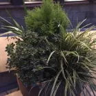 Business 4 image COASTAL ROOTS LANDSCAPE & TREE Real Estate & Home Improvement in Victoria BC