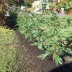 Business 1 image COASTAL ROOTS LANDSCAPE & TREE Real Estate & Home Improvement in Victoria BC