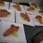 Business 4 image COASTLINE CATERING Restaurants in Toronto ON