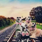 Entreprises 3 image COCOMUTTS Pet Grooming Services dans Stittsville ON