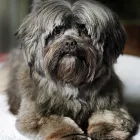 Entreprises 5 image COCOMUTTS Pet Grooming Services dans Stittsville ON