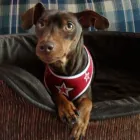 Entreprises 6 image COCOMUTTS Pet Grooming Services dans Stittsville ON