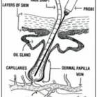 Entreprises 1 image COMFORT BLEND ELECTROLYSIS Hair Removal Services dans Peterborough ON