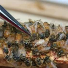 Business 4 image COUNTRY LANE APIARY Livestock & Animal Production in Delta BC