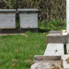 Business 1 image COUNTRY LANE APIARY Livestock & Animal Production in Delta BC