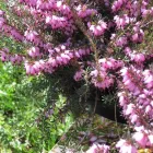 Business 5 image COUNTRY LANE APIARY Livestock & Animal Production in Delta BC