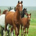 Business 4 image CREEKSIDE ANIMAL CLINIC LTD Veterinarians in Vernon BC