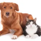 Business 2 image CREEKSIDE ANIMAL CLINIC LTD Veterinarians in Vernon BC