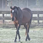 Business 4 image CRESCENT STABLES LTD Sports & Recreation in Delta BC