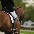 Business 1 image CRESCENT STABLES LTD Sports & Recreation in Delta BC