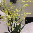 Entreprises 21 image CRYSTAL NAIL AND SPA Nail Salons & Technicians dans Kleinburg ON